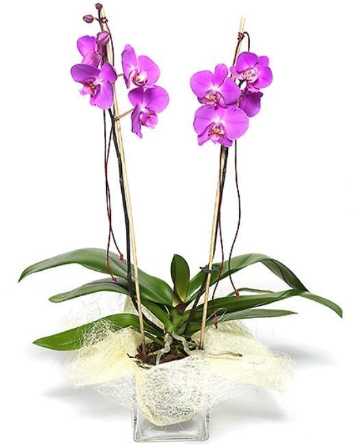 Orquidea fucsia