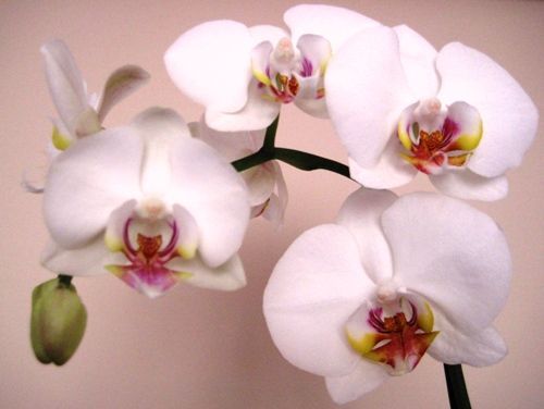 Orquídea | Decoración de Interiores