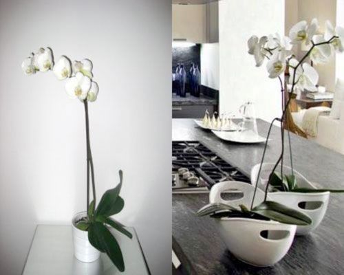 Orquídeas blancas en maceta