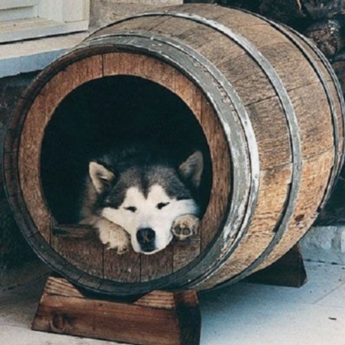 Barril Casa para el perro