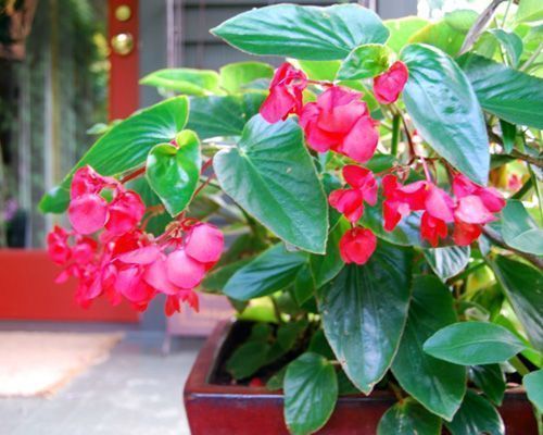 Begonia Begonia