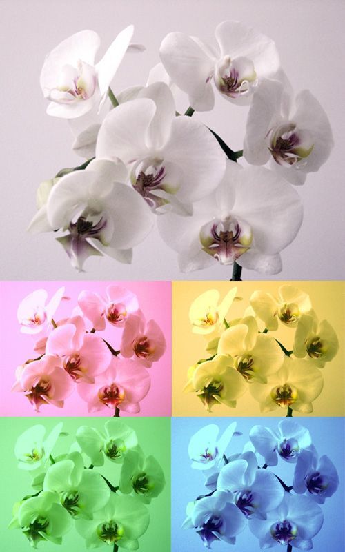 Orquideas | Decoración de Interiores