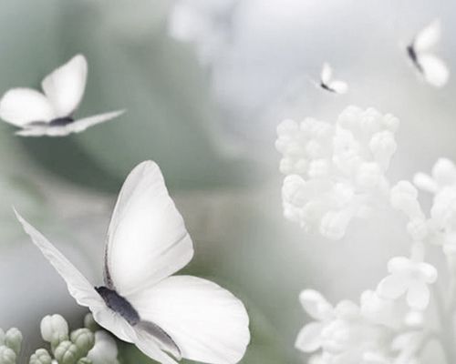 Decoración de Interiores | Mariposas 