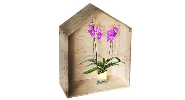 Las plantas en los espacios pequeños