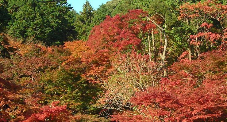 Decoración de otoño Feng Shui | DecoracionDe-INTERIORES.com