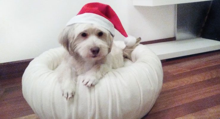 Navidad 2015